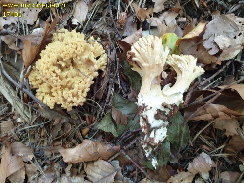 Ramaria schildii - 