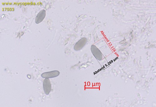 Phaeocalicium compressulum - 