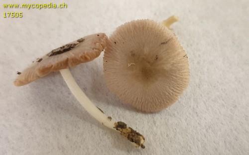 Volvariella taylorii - 