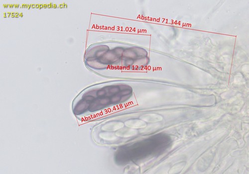 Saccobolus depauperatus - 