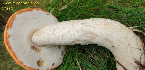 Leccinum rufum - 