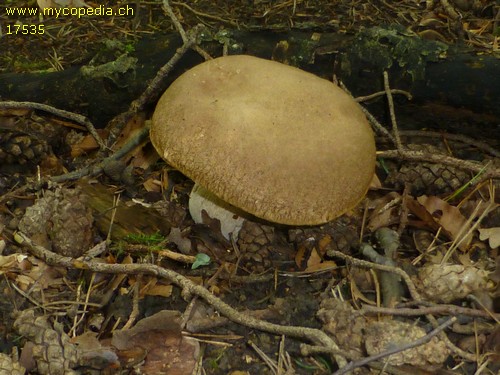 Boletus pinophilus - 