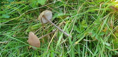 Entoloma lucidum - 