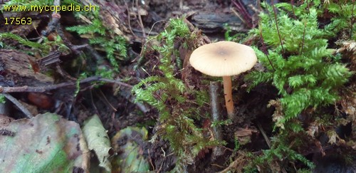 Lactarius obscuratus - 