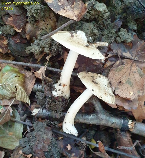 Inocybe quietiodor - 