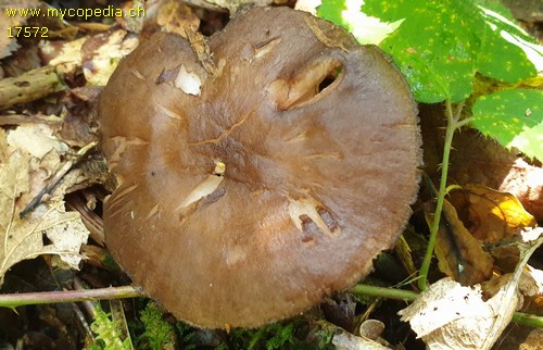 Pluteus atromarginatus - 