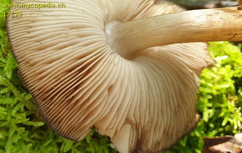 Pluteus atromarginatus - 