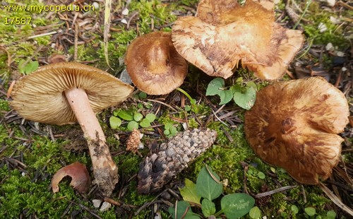 Inocybe fraudans - 