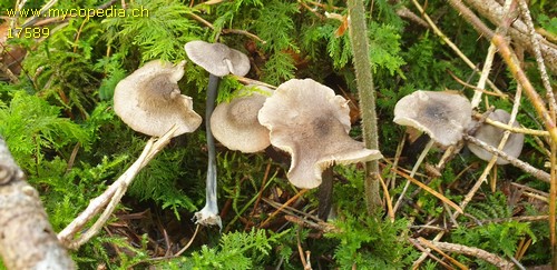 Entoloma placidum - 