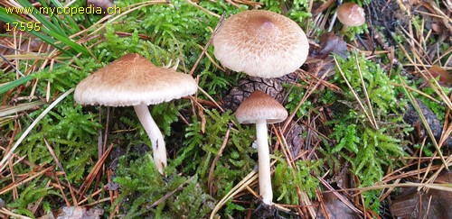 Inocybe flocculosa - 