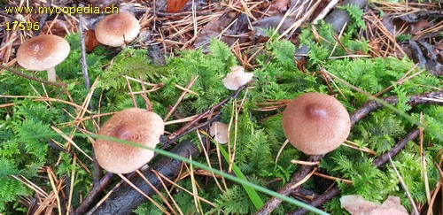 Inocybe flocculosa - 