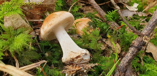 Leucocortinarius bulbiger - 