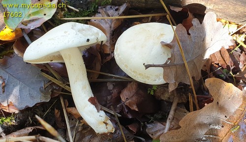 Tricholoma lascivum - 