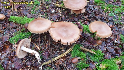 Cortinarius hinnuleus var. hinnuleus - 