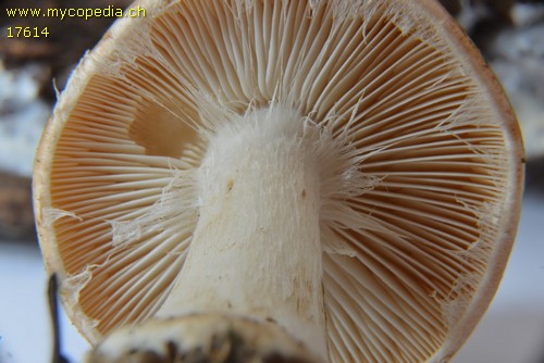 Leucocortinarius bulbiger - 