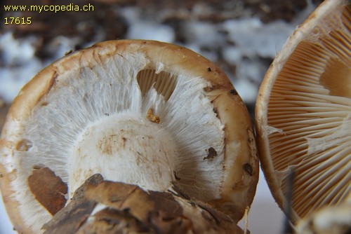 Leucocortinarius bulbiger - 