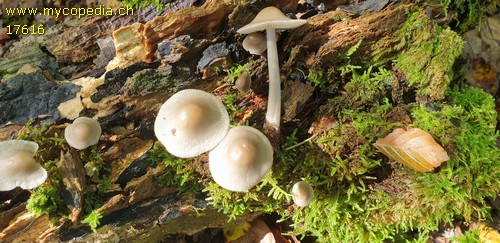 Mycena galericulata - 