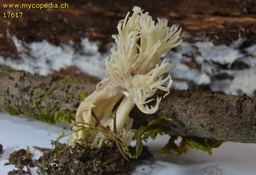 Clavulina cristata - 