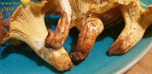 Cantharellus cibarius - 