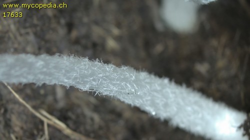 Coprinus cinereus - Stiel - 