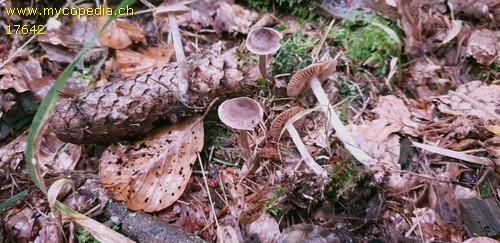 Cortinarius hirtus - 