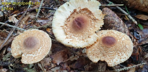 Lepiota magnispora - 