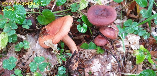 Lactarius tabidus - 