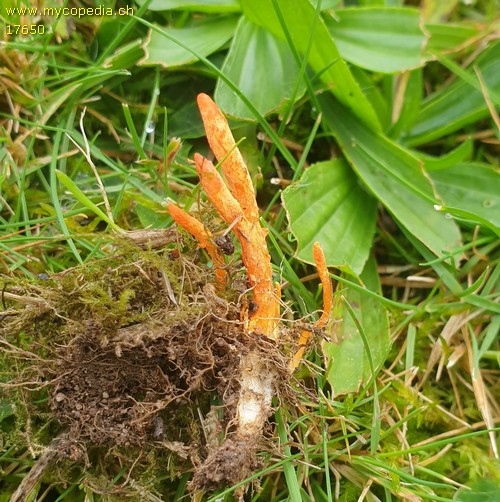 Cordyceps militaris - 