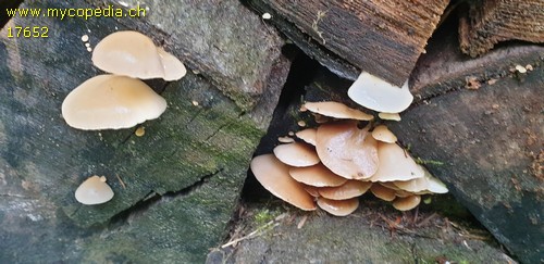 Crepidotus applanatus - 