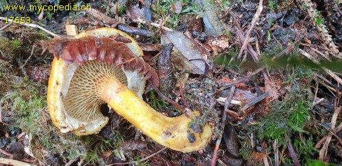 Suillus flavidus - 