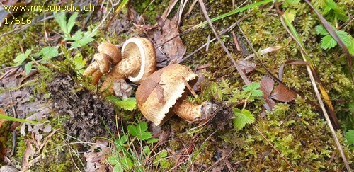 Inocybe terrigena - 