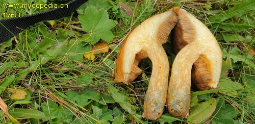 Suillus variegatus - 