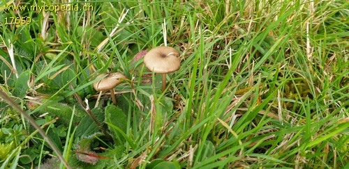 Entoloma exile - 