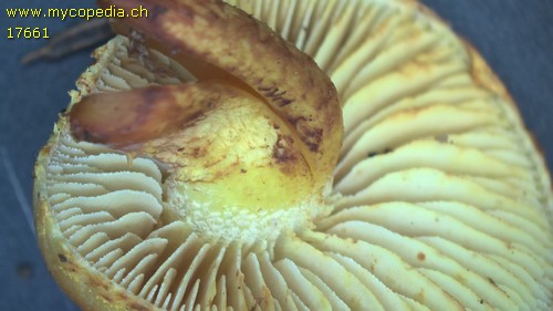 Pholiota tuberculosa - 