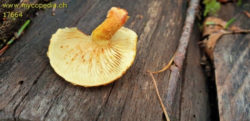 Pholiota tuberculosa - 