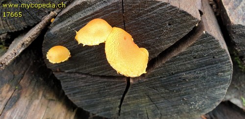 Pholiota tuberculosa - 