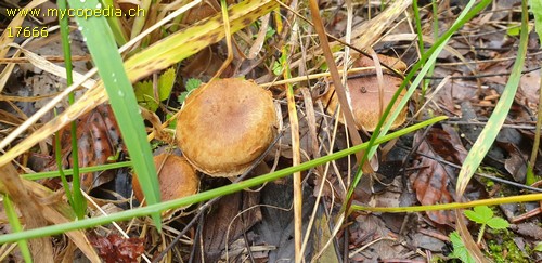 Inocybe terrigena - 