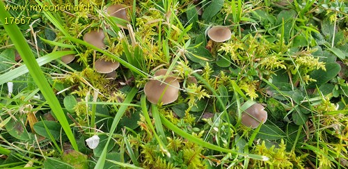 Clitocybe ditopa - 