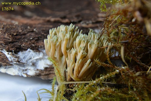 Ramaria abietina - 