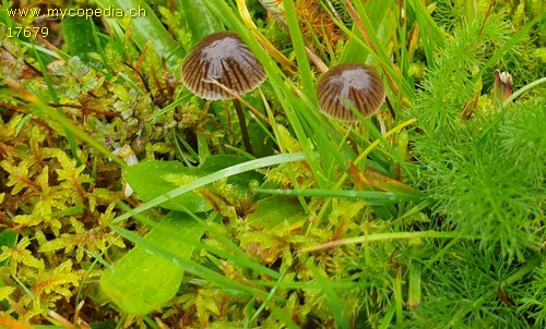 Mycena latifolia - 