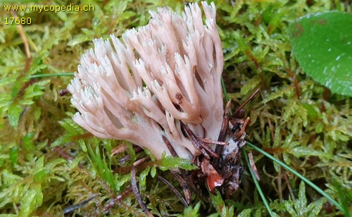 Ramaria abietina - 