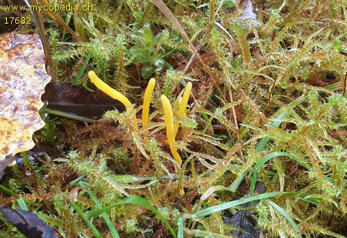 Clavulinopsis helvola - 