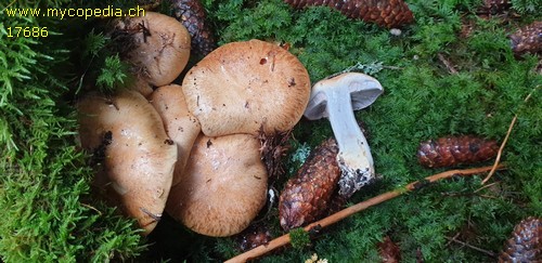 Cortinarius glaucopus - 