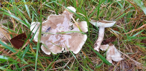 Tricholoma saponaceum - 