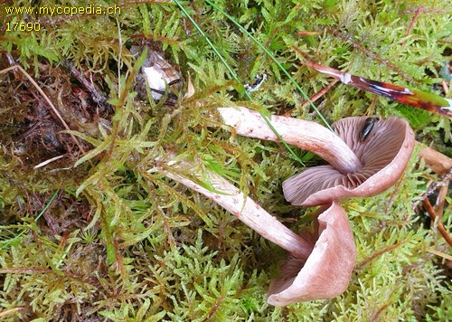 Cortinarius spilomeus - 