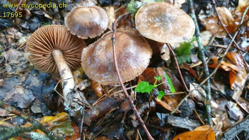 Cortinarius phaeosmus - 