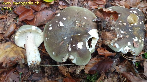 Russula olivacea - 