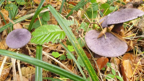 Cortinarius violaceus - 