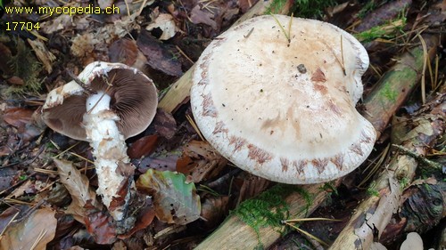 Hebeloma radicosum - 