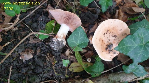 Cortinarius metarius - 